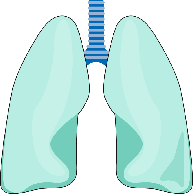 Lungs